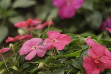Impatiens hawkeri New Guinea Flower