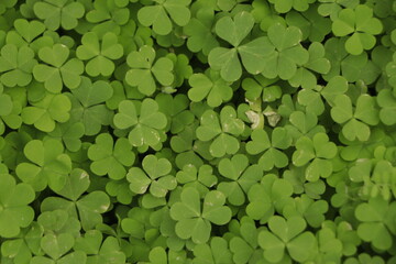 Small green leaves pattern background, Natural background and wallpaper.