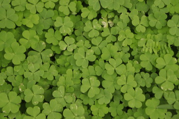 Small green leaves pattern background, Natural background and wallpaper.