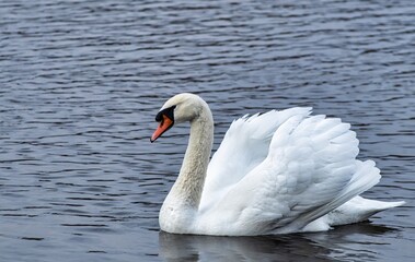 swan on the lake