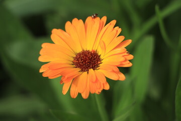 Orange Calendula flower closeup background