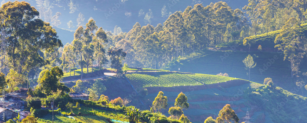 Sticker fields on sri lanka