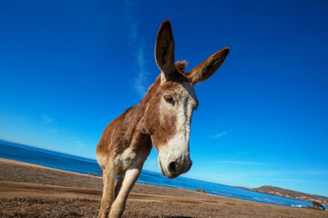 Donkey