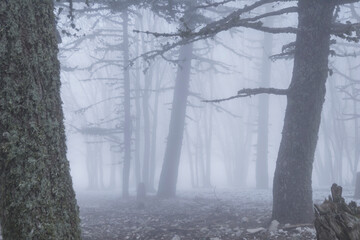 Fog in the forest