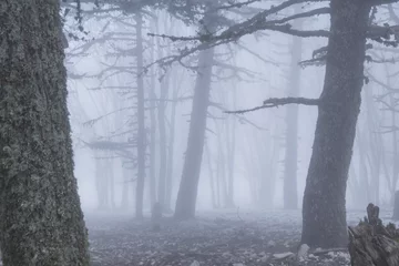 Fotobehang Fog in the forest © Galyna Andrushko
