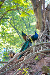 可愛らしい孔雀