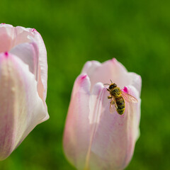 Fototapeta premium One bee collects nectar and pollen from pink tulips.