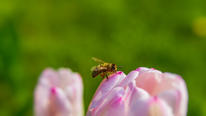 One bee collects nectar and pollen from pink tulips.