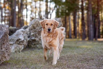 Golden Retriever dog enjoying outdoors