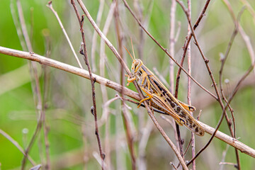 grasshopper sitting on a blade