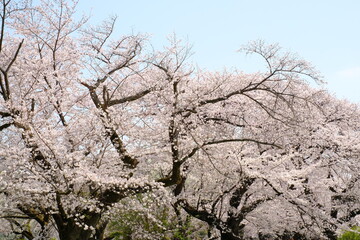 cherry blossoms in full blooming