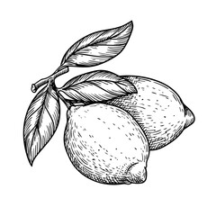 Hand drawn sketch style whole lemons. Retro illustration of tropical citrus fruit. Best for menu and package designs. Vector illustration.