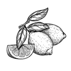 Hand drawn sketch style lemons. Retro illustration of tropical citrus fruit. Best for menu and package designs. Vector illustration.