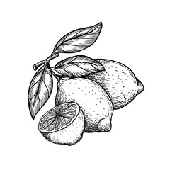 Hand drawn sketch style lemons. Retro illustration of tropical citrus fruit. Best for menu and package designs. Vector illustration.