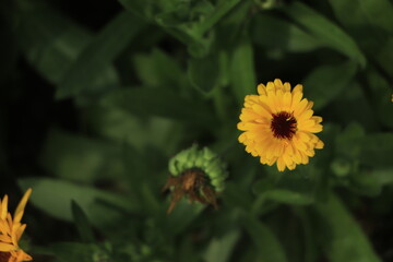 Calendula orange Flower in garden, close up macro. Blooming marigold flowering plant. Medicinal Calendula herb