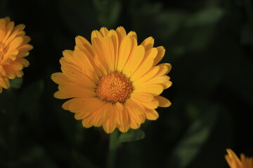 Beautiful Orange Calendula Bud . Blooming marigold flowers. Orange pot marigold. Orange calendula officinalis flowers