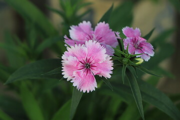 Fototapeta premium Dianthus plumarius or cultivar 