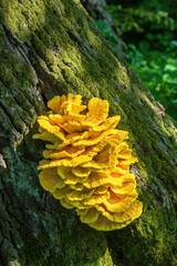 Big yellow chicken-of-the-woods mushroom grows on tree in summer forest. Laetiporus sulphureus...