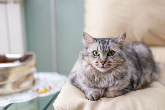 my cat