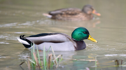 Wildlife in UK ducks Robins and Grey Squirrels by lake in winter scene 