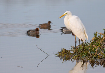 Great egret (Ardea alba) standing on shore of wetlands on an early morning, Flachsee, Reuss, Switzerland.