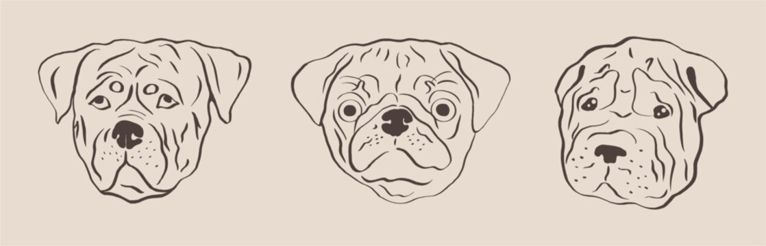 Hand drawn cartoon linear portrait of sharpei, rottweiler and pug. Funny muzzle of a pug. Dogs, design elements on the theme of pets, icon, logo.