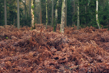 Withered brown ferns in forest landscape with silver birch trunks.