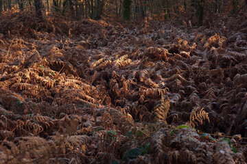 Withered ferns and tree trunks in an autumn forest.