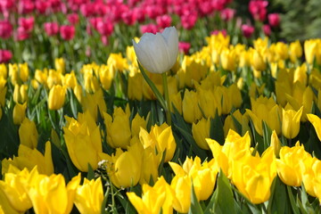 Obraz premium tulip
