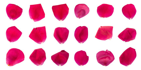 Collection of rose flower petals isolated on transparent background	