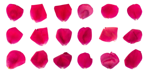 Collection of rose flower petals isolated on transparent background	