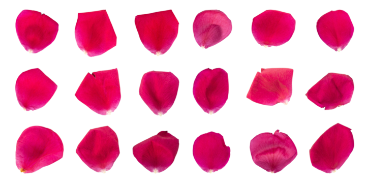 Collection of rose flower petals isolated on transparent background	