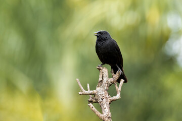 The Chopi Blackbird also know Grauna perched on the branch. Species Gnorimopsar chopi. Animal world. Birdwatching. Birding