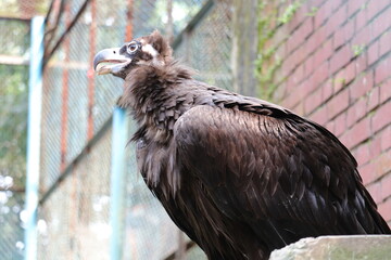 Amazing views of vulture in the national zoo of Bangladesh.