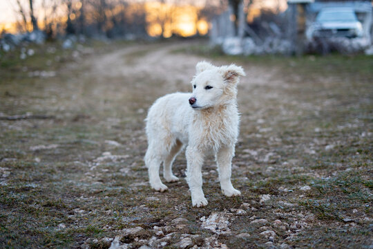 A cute Central Asian Shepherd alabay puppy on the road in the countryside