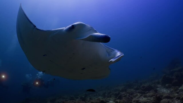 2022 November - Maldives : Black Tip Shark in the Shallow 1 - Scuba Diving - 8k 422 10Bits 24p