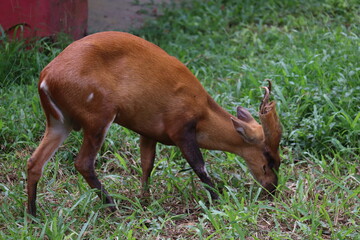 Barking deer at the zoo of Bangladesh