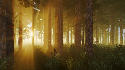 Sunbeams among the pines