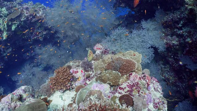 2022 November - White Gorgons all over the Reef 2 - Scuba Diving - 8k 422 10Bits 24p