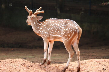 Beautiful Chital Deer in the national zoo of Mirpur, Dhaka, Banglades