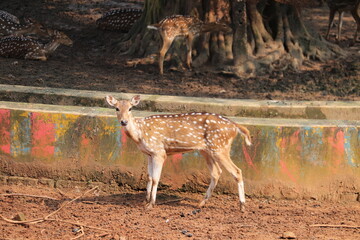 Beautiful Chital deer is staying under the tree in the national zoo of Dhaka Bangladesh