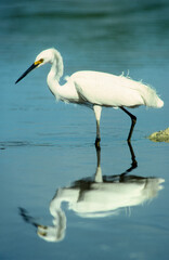 Aigrette garzette, .Egretta garzetta , Little Egret