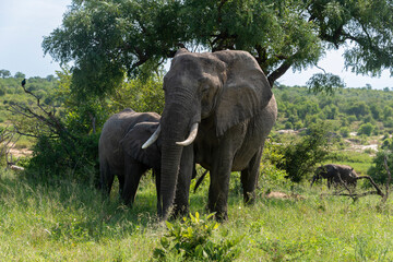 Fototapeta premium Éléphant d'Afrique, Loxodonta africana, Parc national Kruger, Afrique du Sud