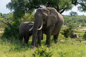 Fototapeta premium Éléphant d'Afrique, Loxodonta africana, Parc national Kruger, Afrique du Sud