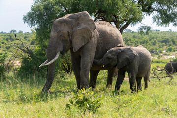 Fototapeta premium Éléphant d'Afrique, Loxodonta africana, Parc national Kruger, Afrique du Sud