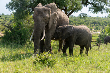 Fototapeta premium Éléphant d'Afrique, Loxodonta africana, Parc national Kruger, Afrique du Sud
