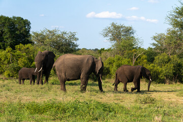 Fototapeta premium Éléphant d'Afrique, Loxodonta africana, Parc national Kruger, Afrique du Sud