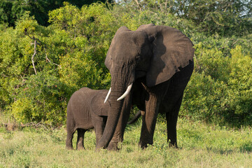 Fototapeta premium Éléphant d'Afrique, Loxodonta africana, Parc national Kruger, Afrique du Sud