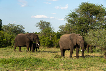 Éléphant d'Afrique, Loxodonta africana, Parc national Kruger, Afrique du Sud