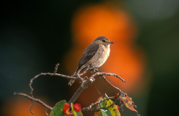 Fauvette des jardins,.Sylvia borin, Garden Warbler